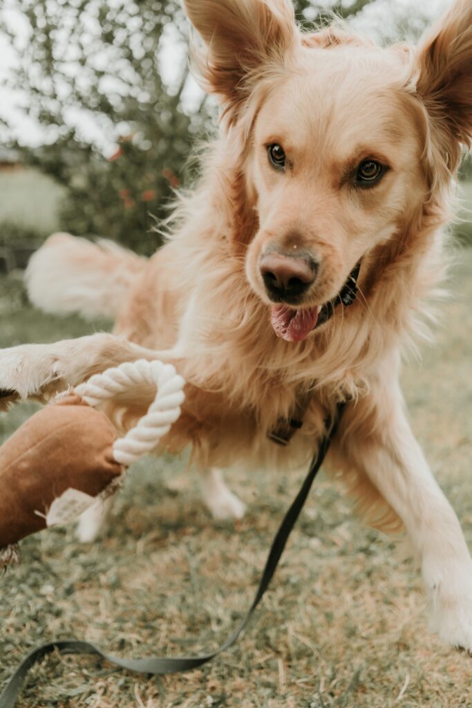 Dierenfotografie - hond