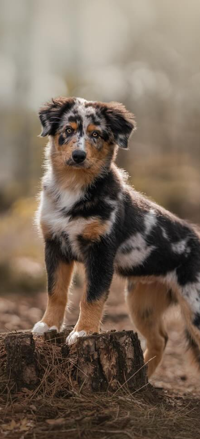 Hond Morris