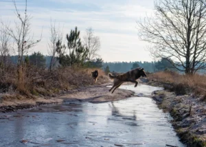 2 honden dierenfotografie